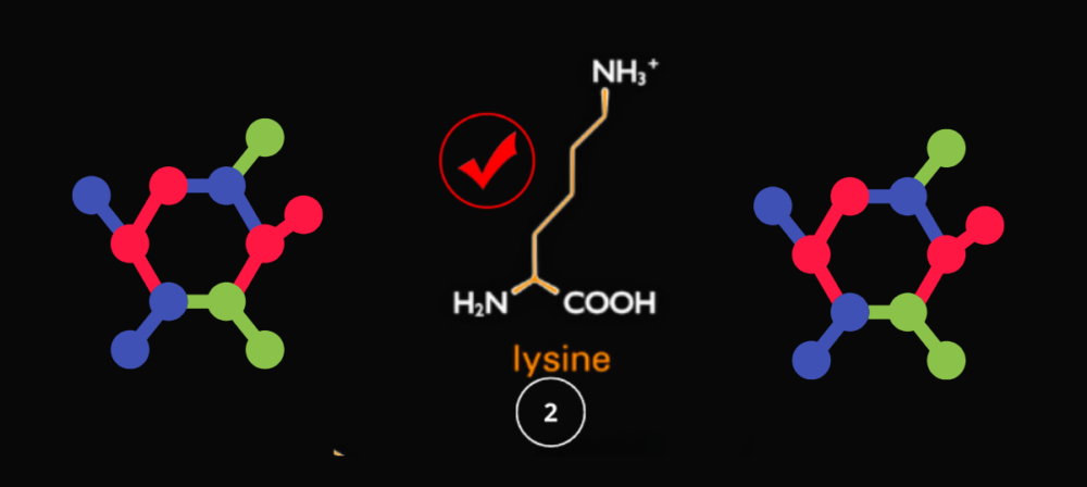 lysine