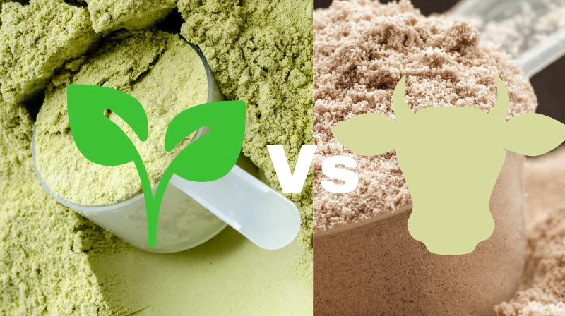 plant protein vs whey